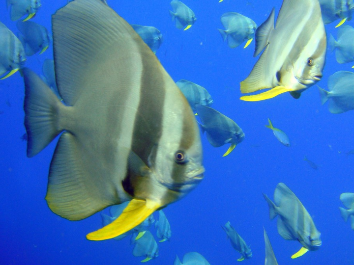 donde viven bluey y bingo descubre su encantador hogar en brisbane