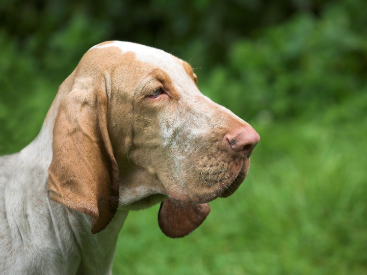 dosis dalsy para perros peluqueria canina perrukings com