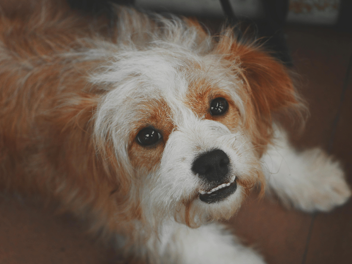 dr dennis gross drx spectralitetm faceware pro