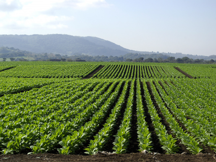 el arbol del mani origen cultivo y propiedades
