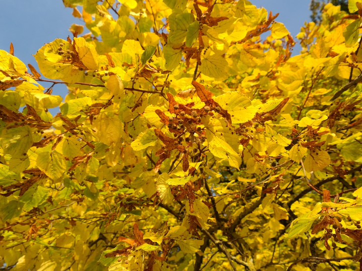 el arbol tilo una especie con magnificas propiedades medicinales