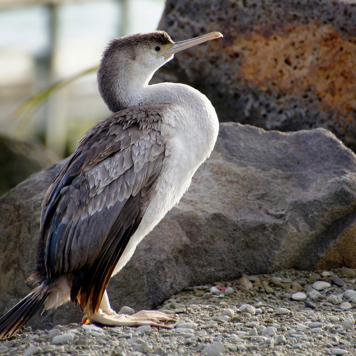 el carnicero y el pajaro