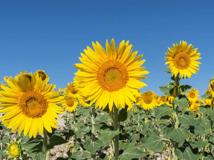 el llanto de los girasoles
