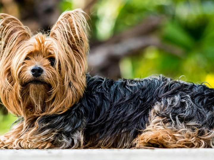 el pelo corto en los yorkshire terriers para el aseo