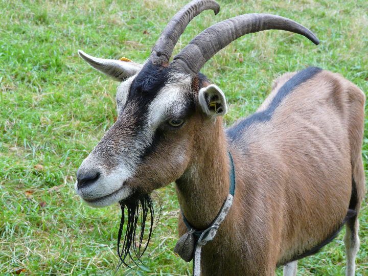 el queso de cabra o chevre