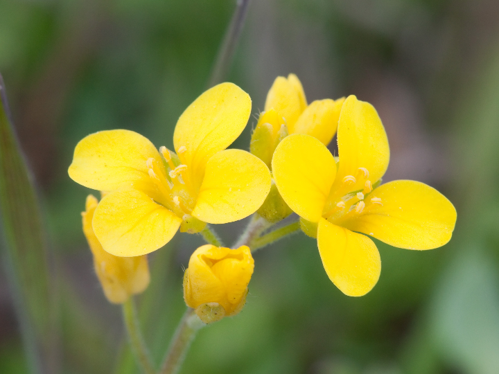 flores de bach 13 gorse