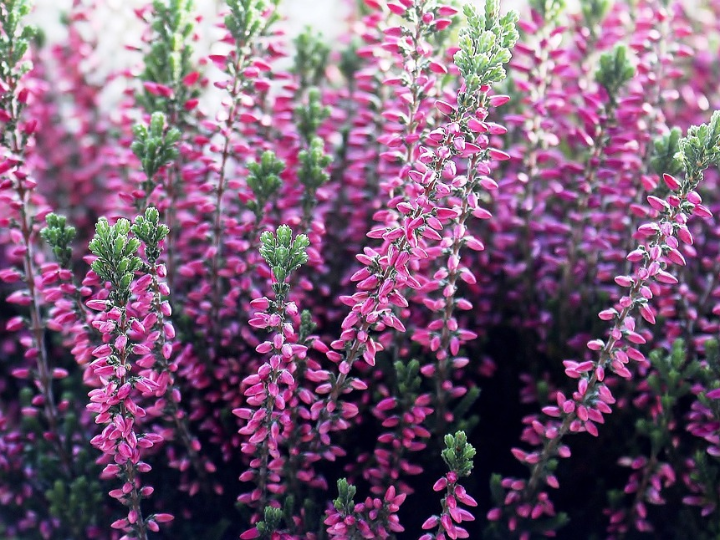 flores de bach 14 heather