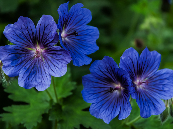 geranio del himalaya azul x 3