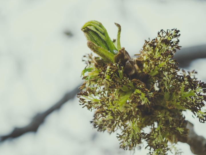 germinar brotes en casa