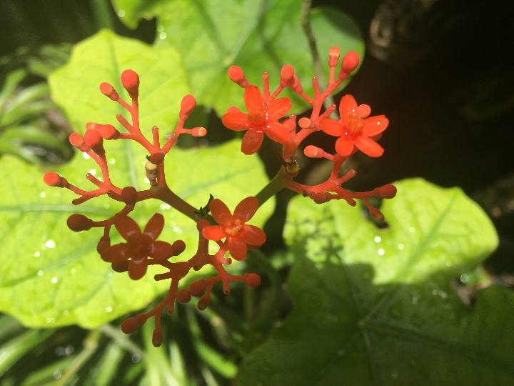 ginseng blanco ecologico en polvo