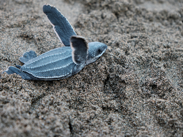 globo gigante azul marino 1 m