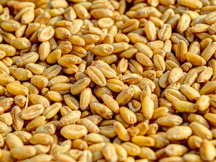 grano de trigo eco granel