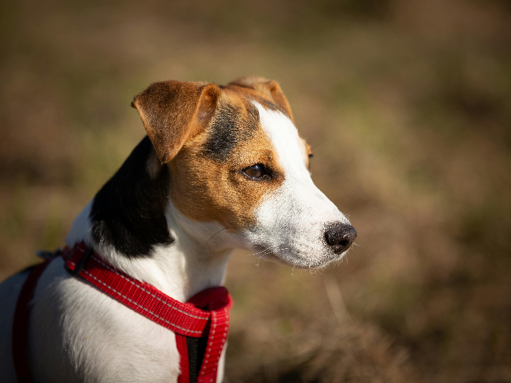 guia completa de vacunas para perros heptavalente obligatorias y necesarias