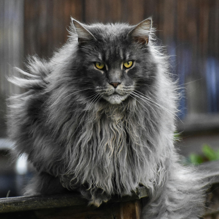 guia completa del gato de pelo corto