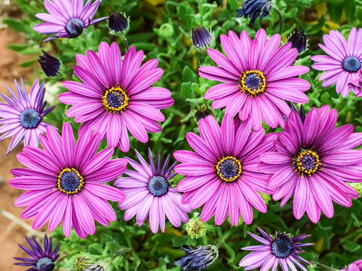 guia practica para extraer las semillas de margaritas y cultivarlas en casa