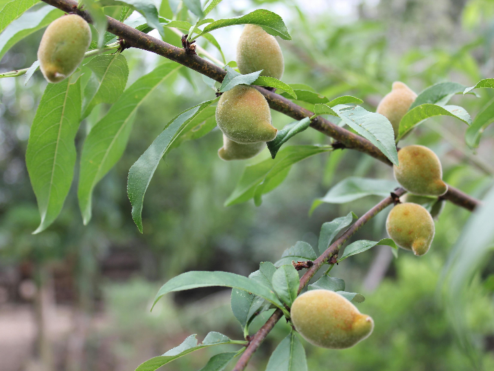 harina yolanda mercadona la mejor opcion para tus recetas