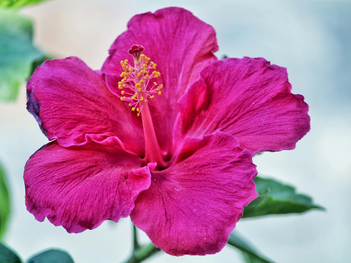 hibisco azul 9 cm