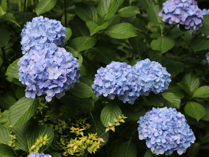 hortensia serrata koreana hydrangea