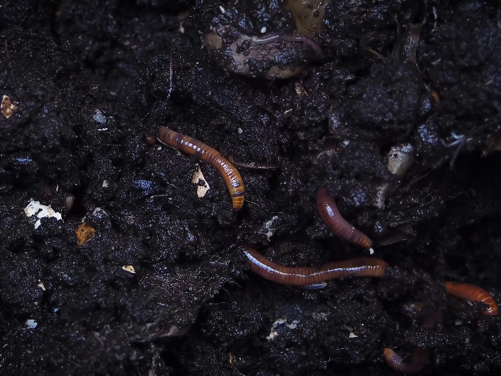 humus de lombriz mercadona el fertilizante organico perfecto para tu jardin