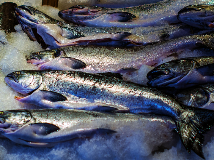 idescubre si se puede congelar el bonito fresco de manera segura y sabrosa