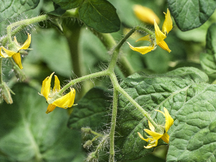 il pomodoro piu buono tomates amarillos enteros pelados marzanella