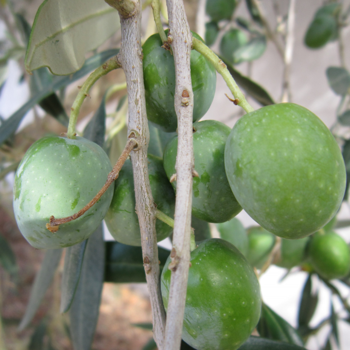 jabon al aceite de oliva 20g la chinata