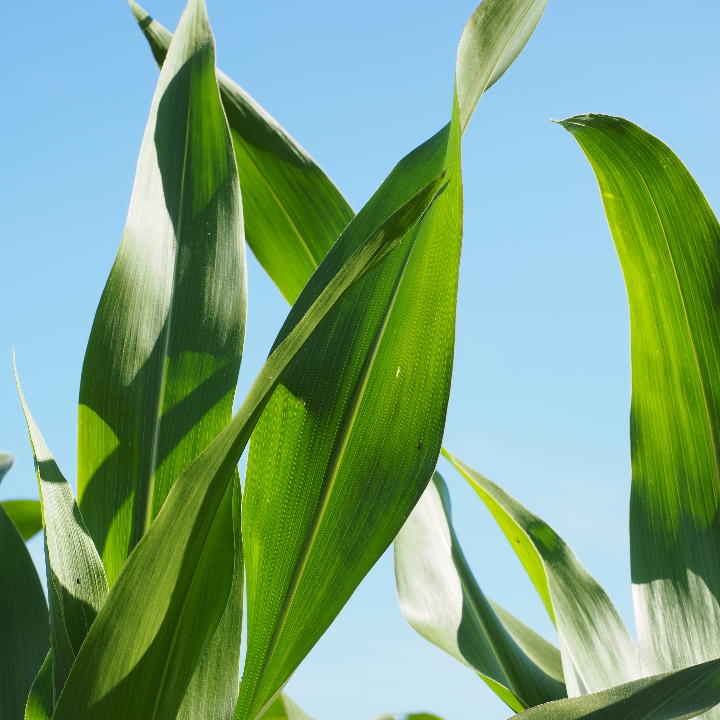 jarabe de maiz y sirope de maiz en mercadona donde comprar y precios