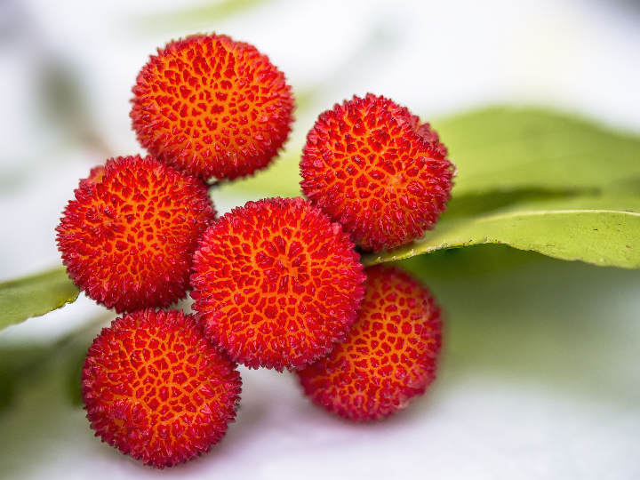 la celebre familia de los frutos rojos