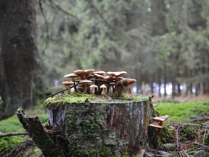 la seta del fin del mundo