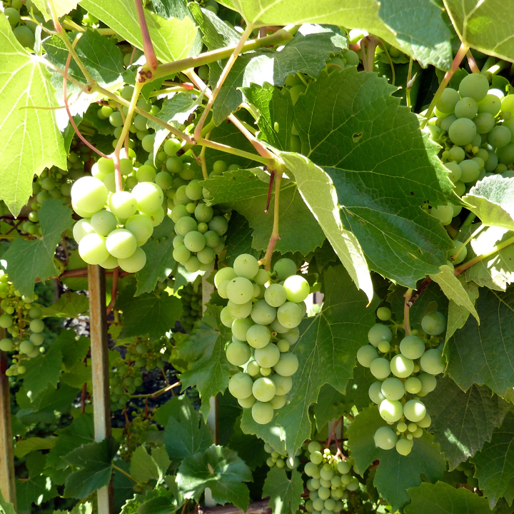 la uva viura una variedad muy presente en los vinos blancos