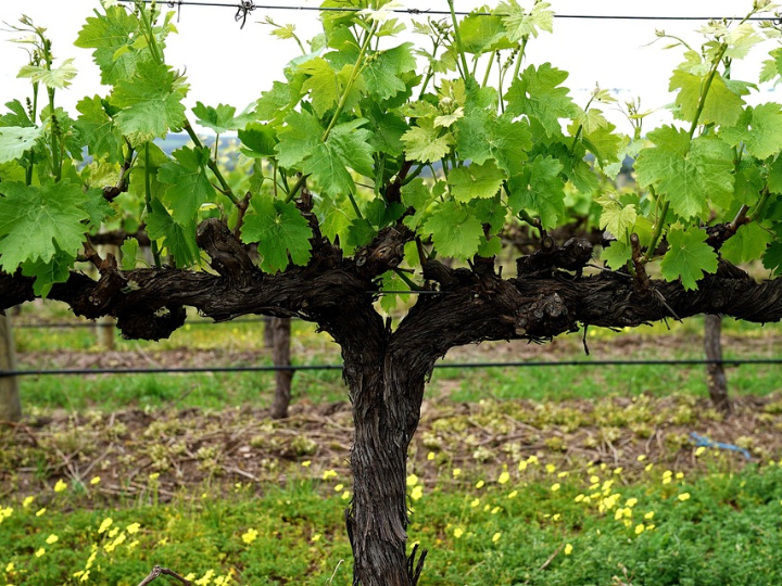 la vina de amalio 2021