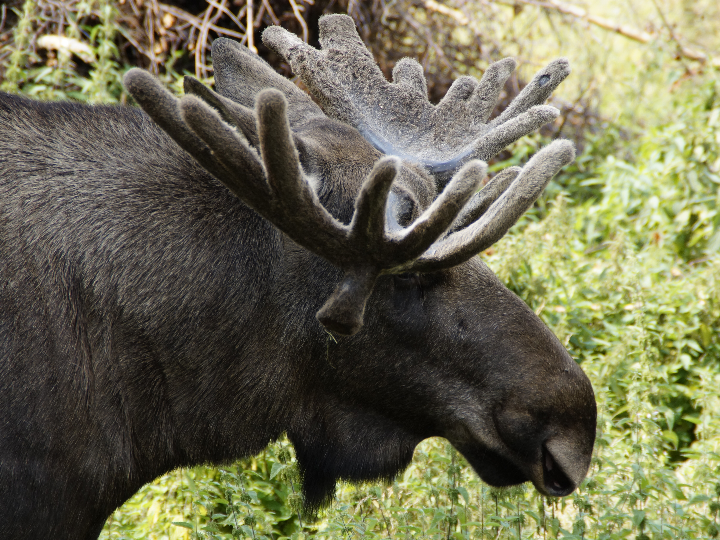 llave mordaza plana tipo sueco a 45o beta ref 375