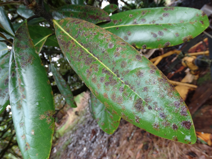 magnolia grandiflora little gem