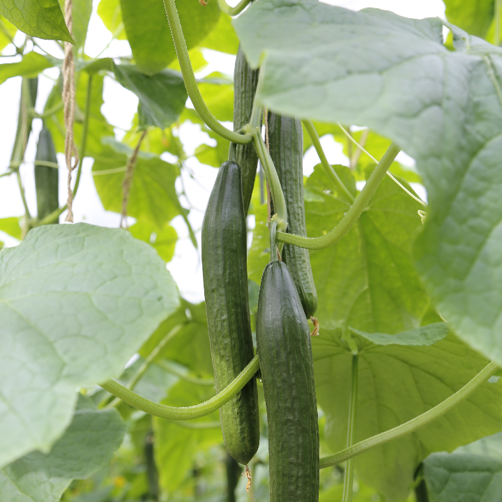mamas gherkins 550 g
