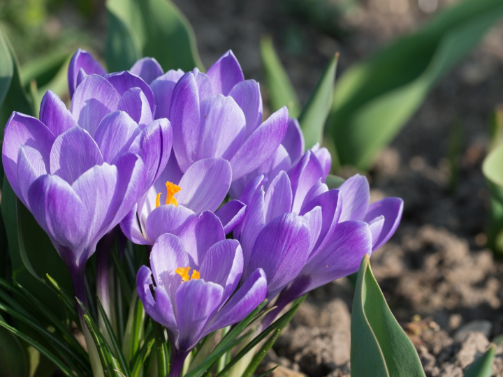 mezcla de crocus vernus