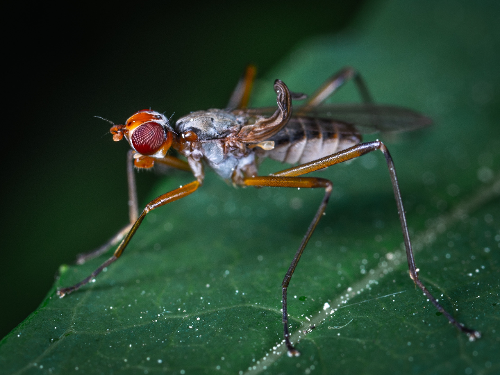 mosca del olivo danos y tratamientos