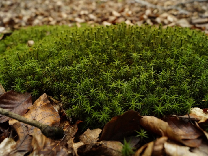 musgo en el cesped conoce la forma mas practica de eliminarlo
