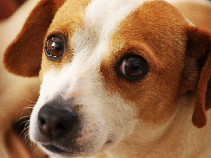 ojo de perdiz del pie causas sintomas y tratamiento