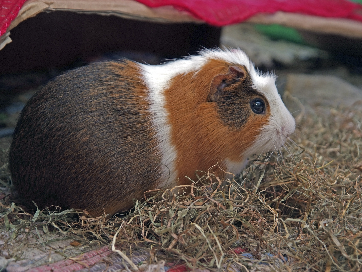 piel sana en mascotas como mejorar y mantener el bienestar de perros y gatos