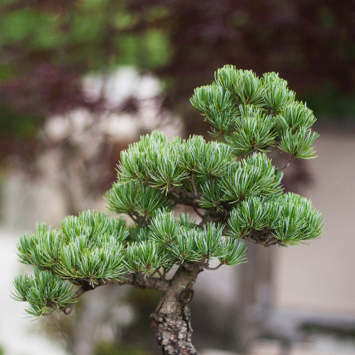 pinus halepensis pre bonsai 26 years in growing box aleppo pine