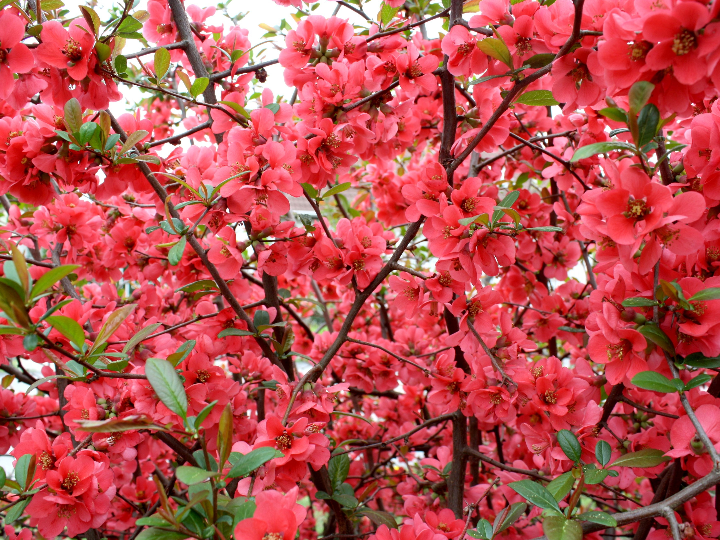 planta espiga caracteristicas cuidados y beneficios