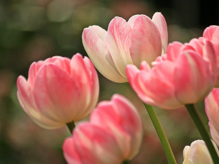 precio de los tulipanes el fascinante mundo entre la belleza y el costo