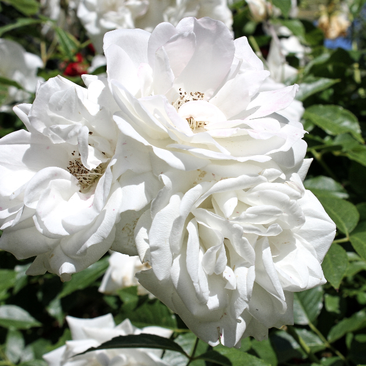 ron blanco en oferta si