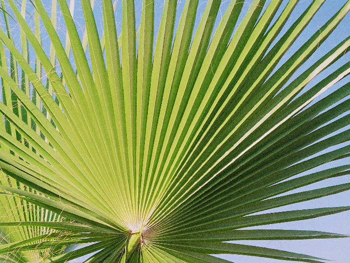 sabal palmeto la palmera estatal