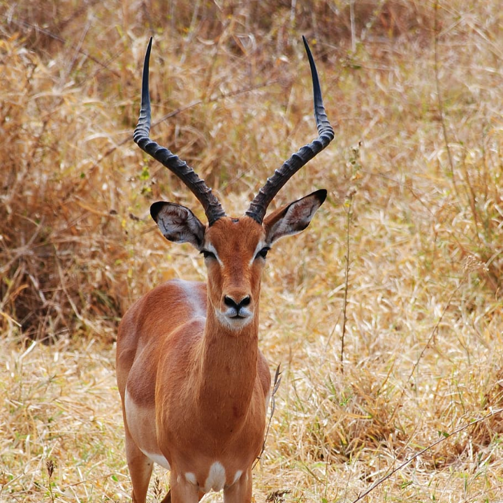 safari con ninos claves y consejos