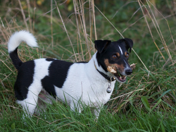 salsa andaluza halal al jawda 500ml