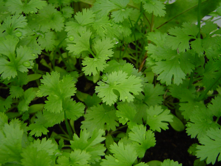 semillas de cilantro eco