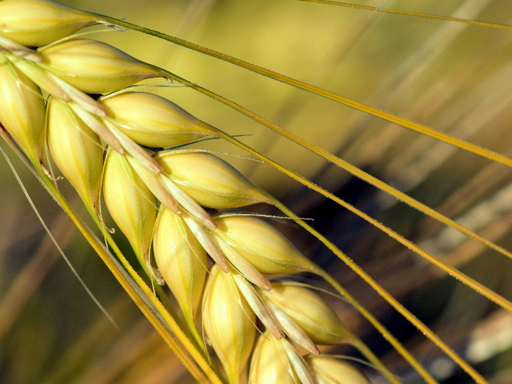 semola cebada fina tchicha 1kg