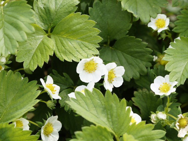 sline control block faseolamina sakai 30 caps