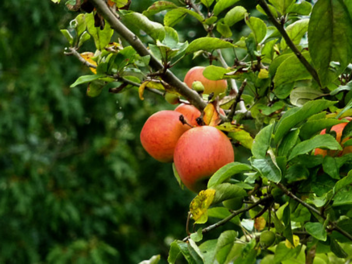 solaray vitamina c accion retardada 1000 mg 100 comprimidos